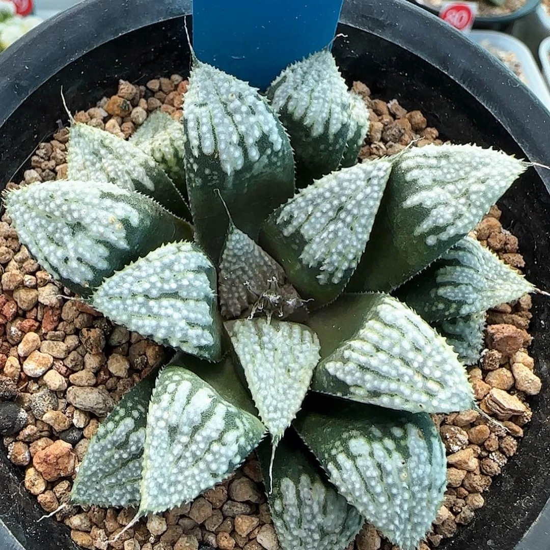 365号实生多基因一物一拍带盆土