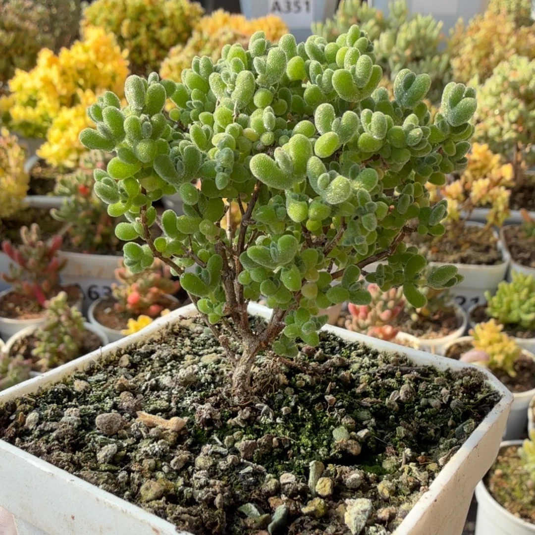 A665莱斯枝干28元包邮