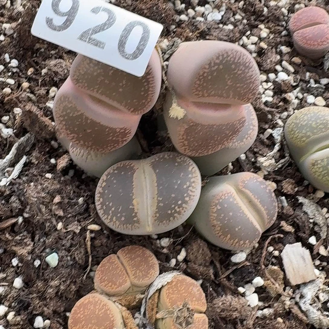 忆***9生石花一物一拍920