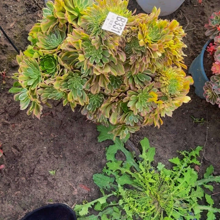 荷***田粉黛花30-37包邮花花
