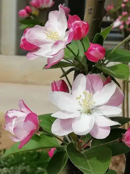 【盆景福利】超级大漏盆景随机福利