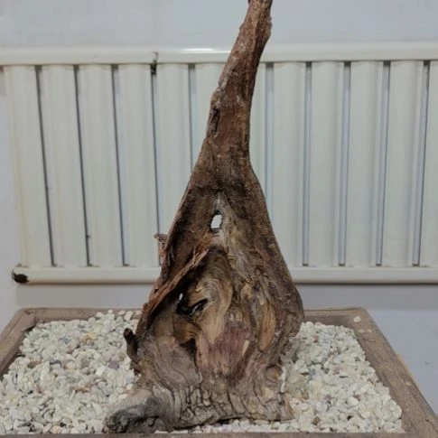 柏木（崖柏）竹**人崖柏根艺根雕天然