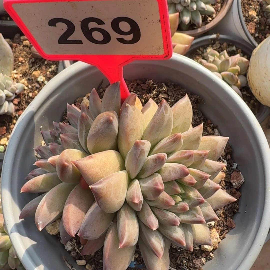 幻影一物一拍269.