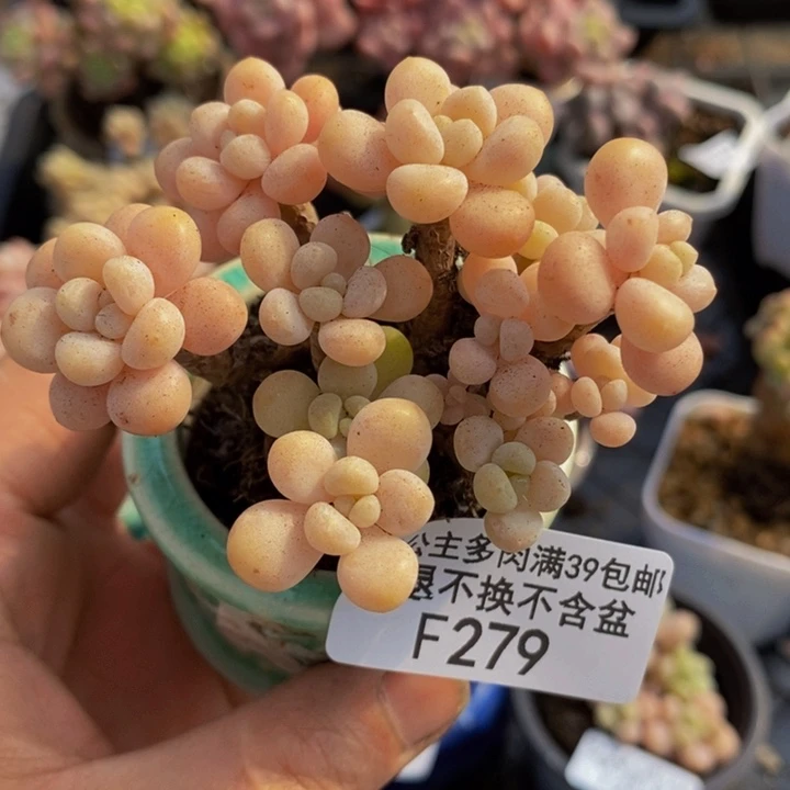 鱼子酱老桩7cm279多肉植物