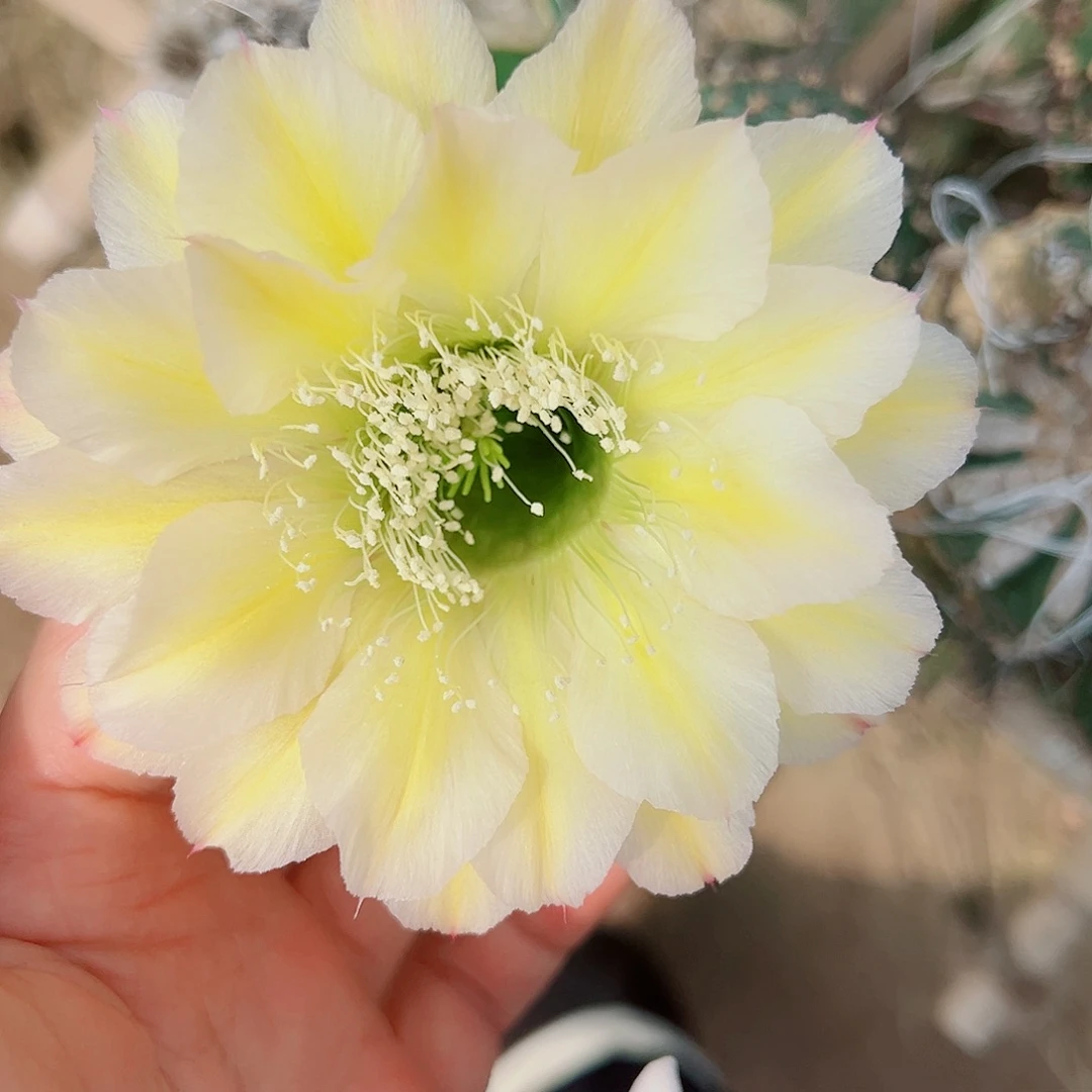 彩草奶酪侧芽 20 包邮