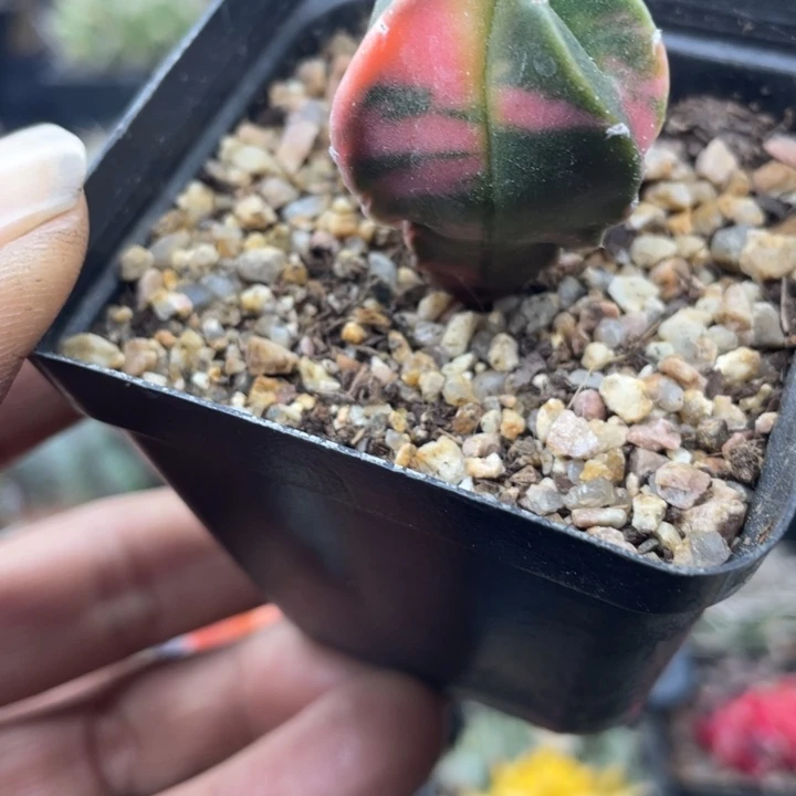 实生鸾凤玉锦一颗包邮