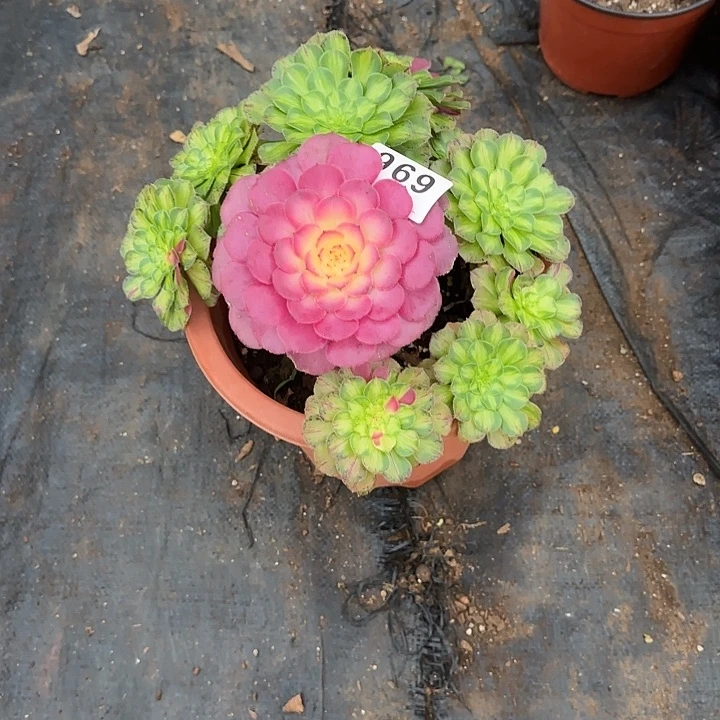 精品多肉植物0969