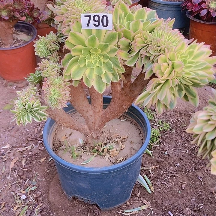 790颜宁老庄缀化老板子法师