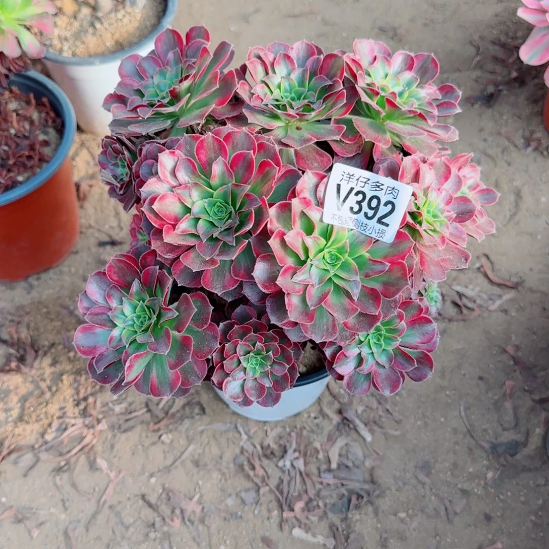 安娜发师392冠幅23