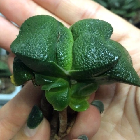 军配蜗牛母本带3侧牙一起