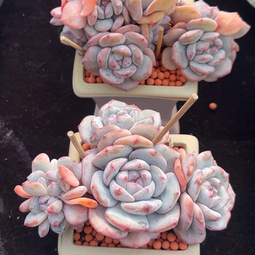 新年快乐 新年快乐