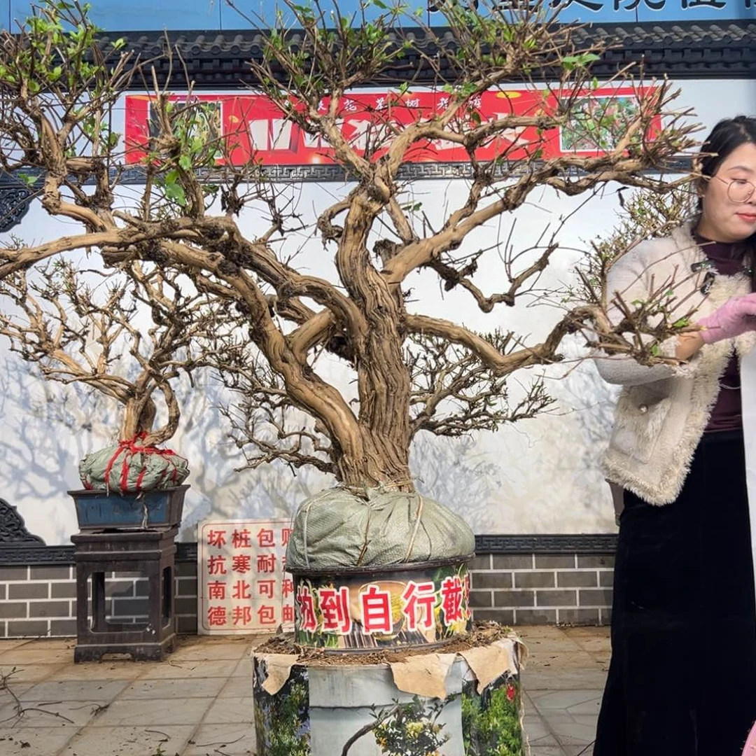 无花朵金银花88888