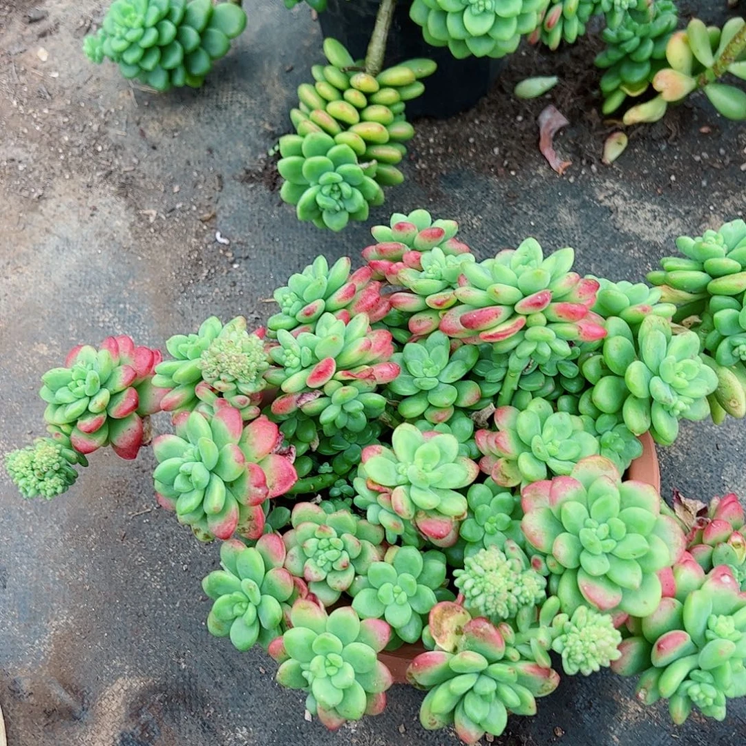 香格里拉超级大多头群生