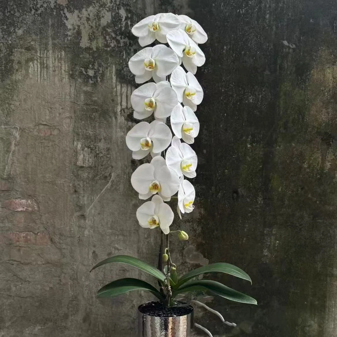 【思芹花卉|龙兰大白V3蝴蝶兰】点缀生活的鲜花，顺丰冷链包邮