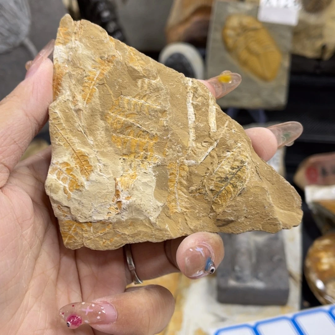 辽西古生物研究基地