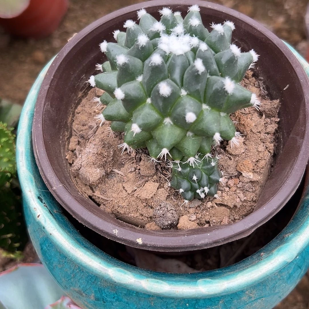 多肉植物雪糕仙人球