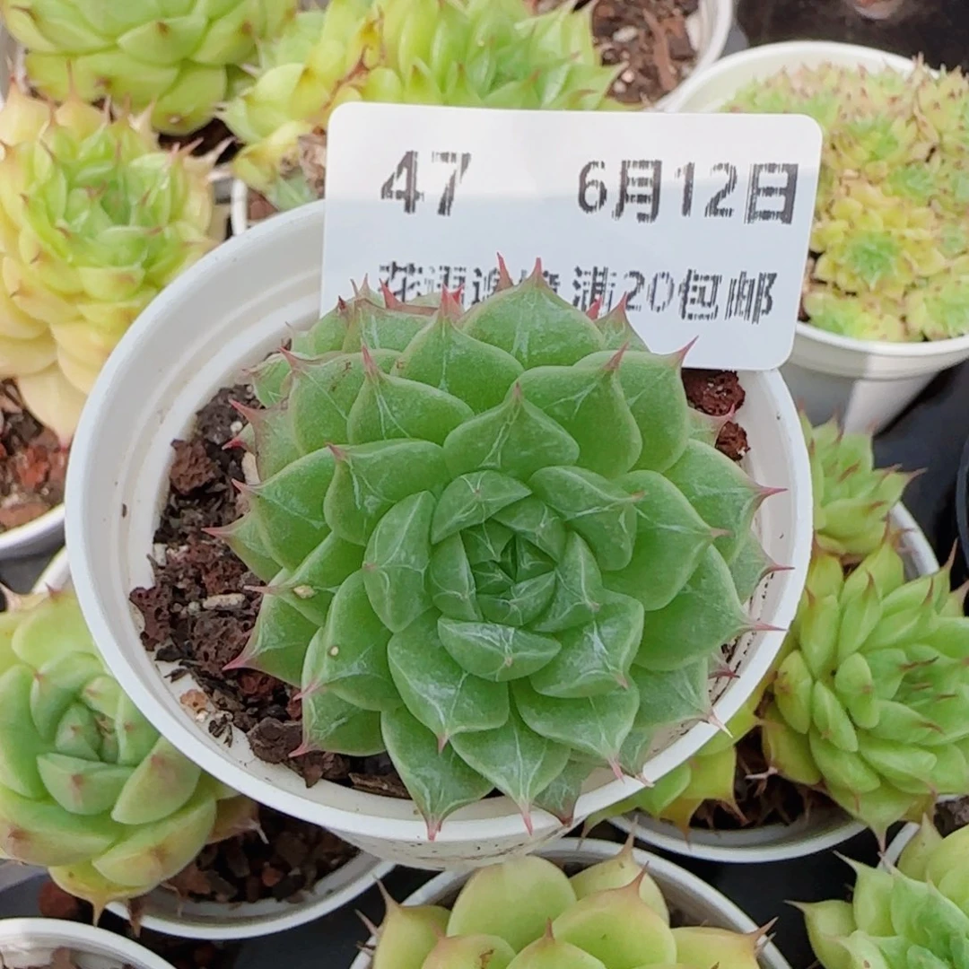 子*花语逸镜0612-47