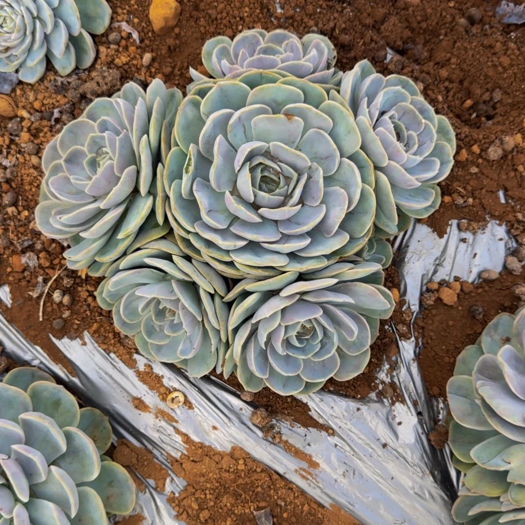 辉***'菲 娜 一颗 不包损13号