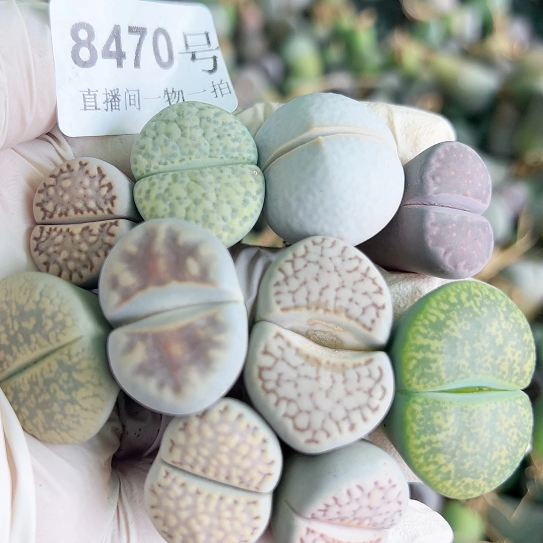 8470 好养易活生石花大母本10个