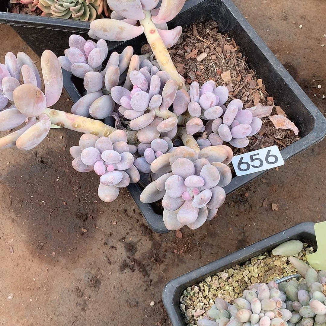 656 一物一拍多肉