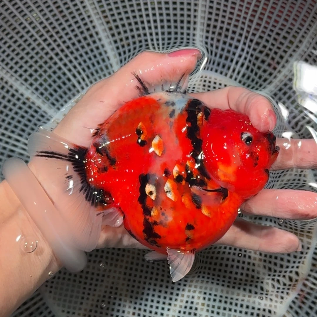 龙睛金鱼亚成兰寿兰寿