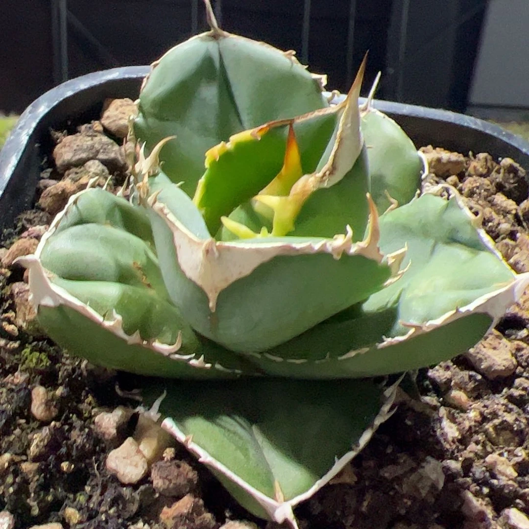 大白鲨龙舌兰植物