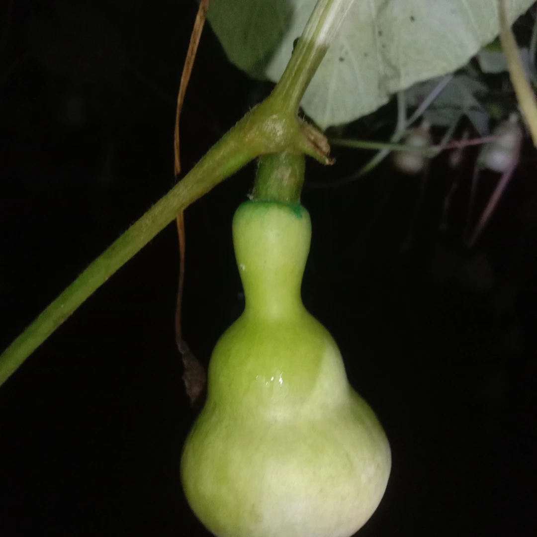 直播间链接使用葫芦