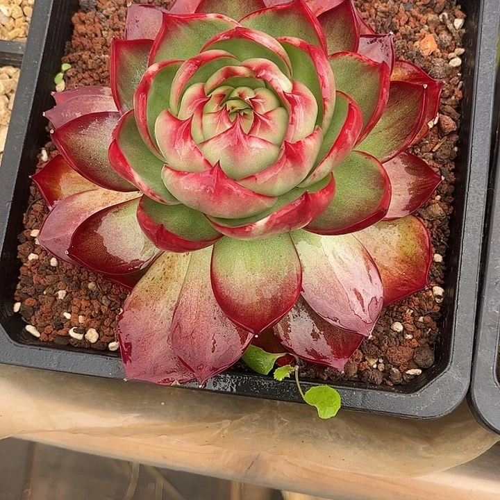 惊鸿仙子多肉植物3802