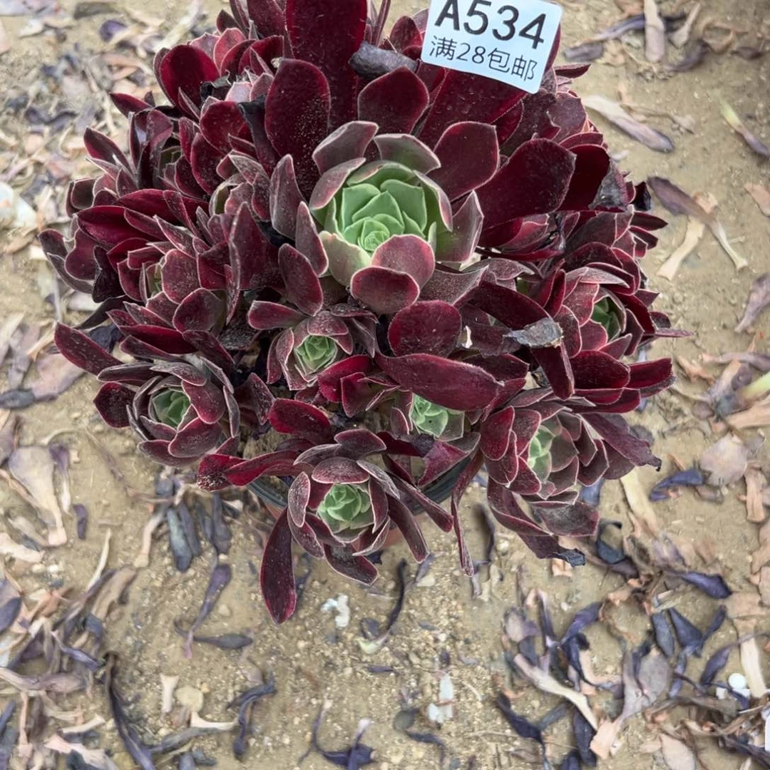 534多肉    金丝雀