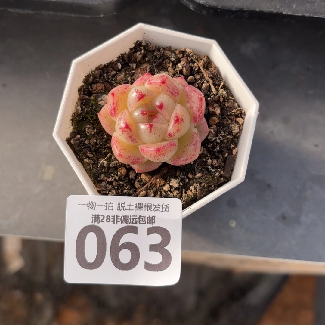 m100单头无盆土发货