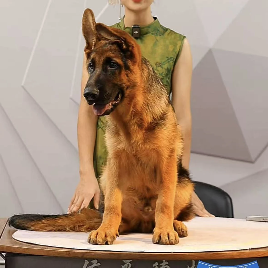 【侯哥德牧】西德牧羊犬狼王库里金幼犬公  波特