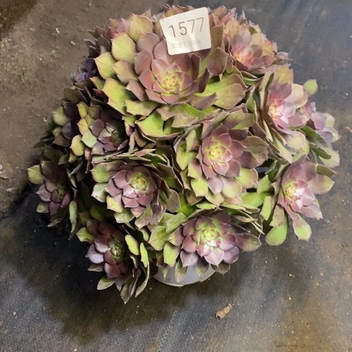 桃花石多肉断头不包1577