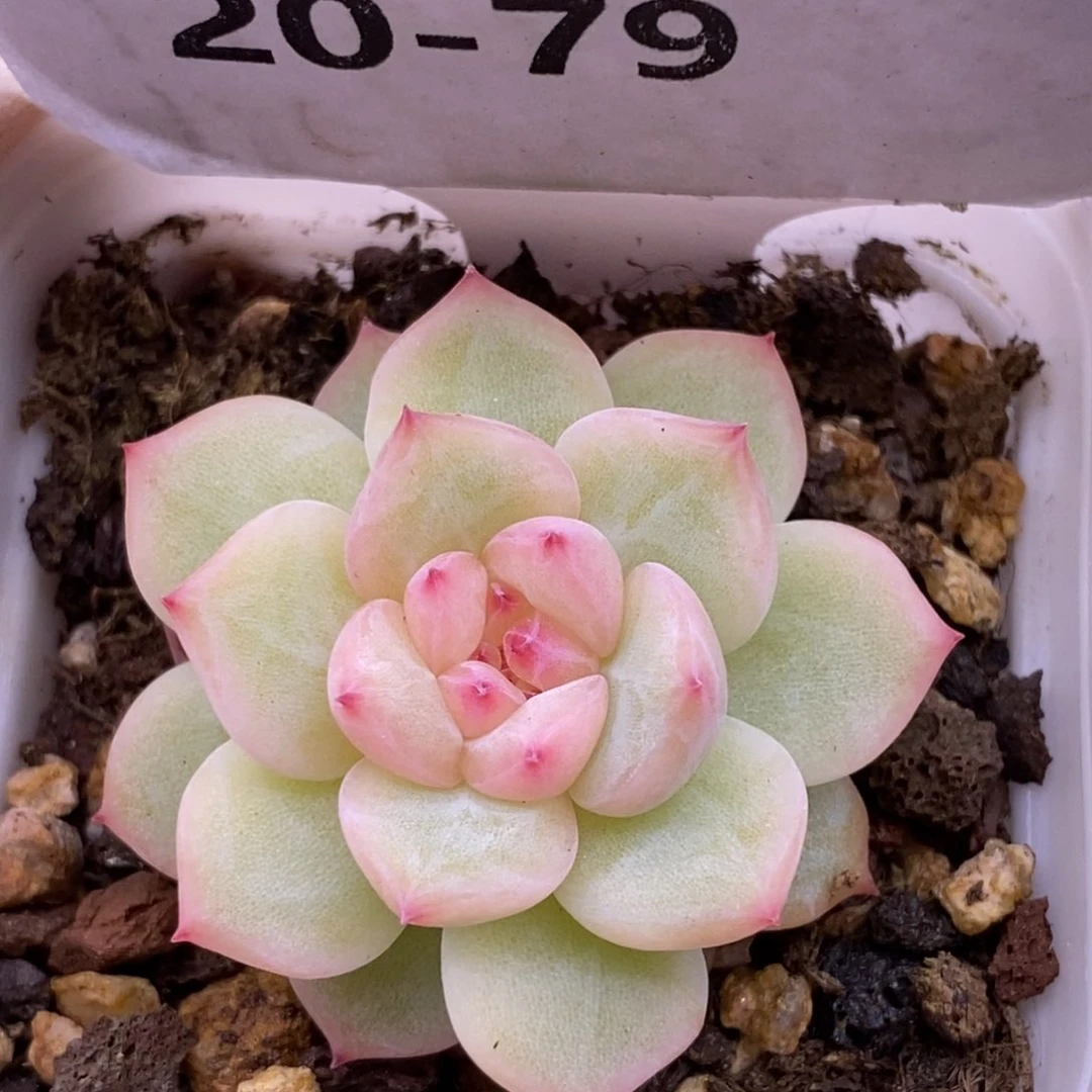 【闪购商品】20-79寒绯
