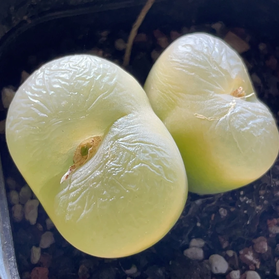 2倍距离拍的～尺寸4.2