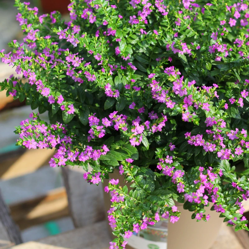 多年生！满天星盆栽带花苞植物室内烟台庭院四季开花耐热耐寒花苗
