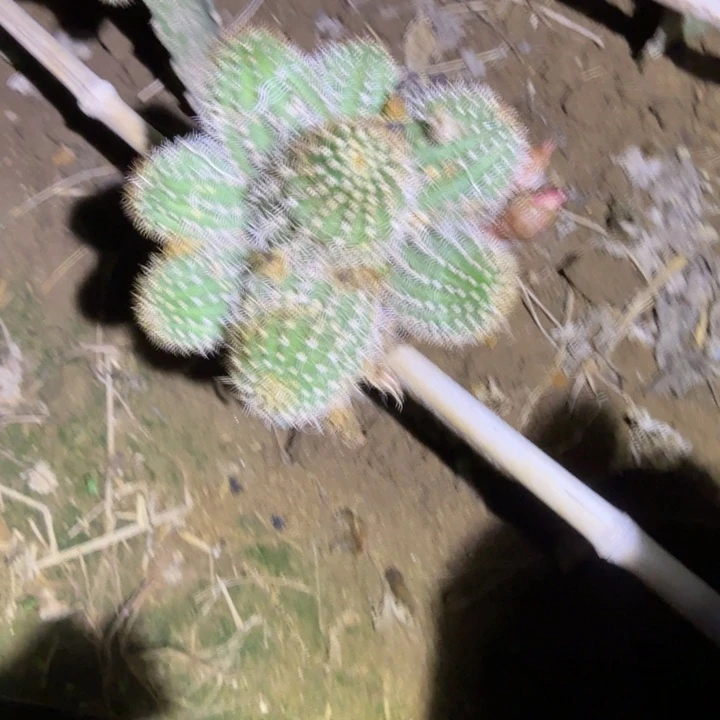 矮胖白檀s6群生556