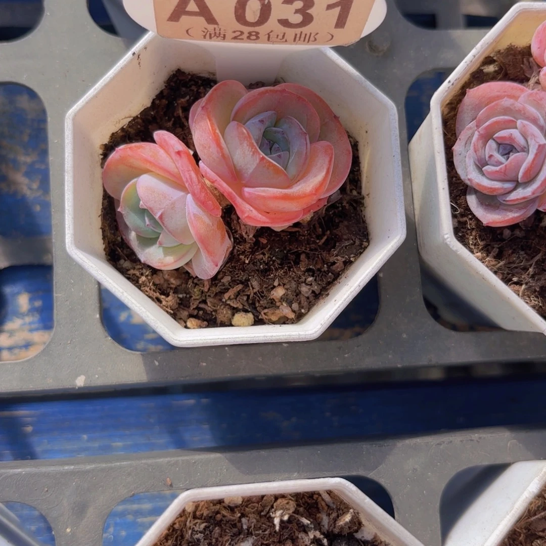 A031布鲁兰一物一拍