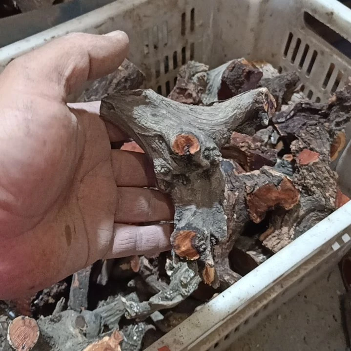 柏木（崖柏）柏**百崖柏原叉崖柏原叉