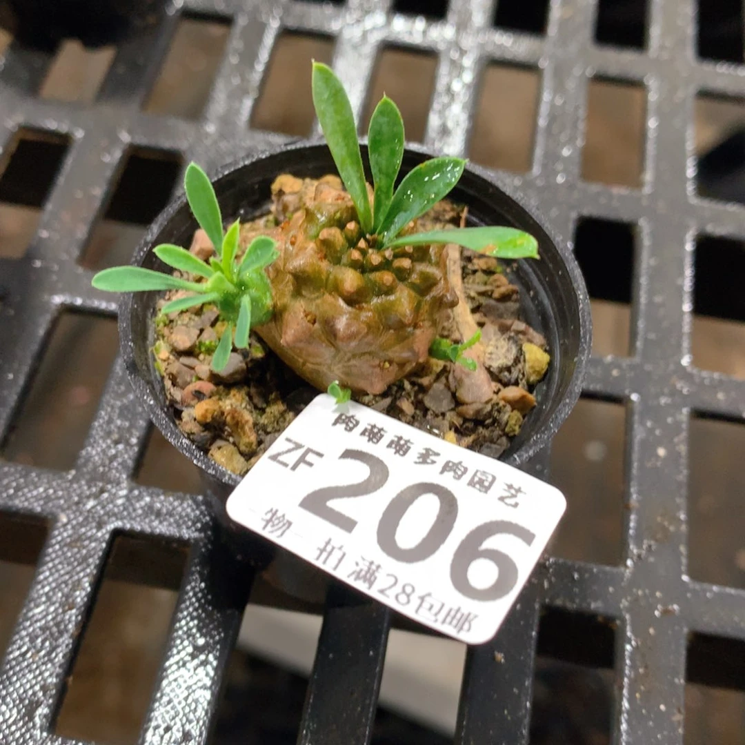 肉萌萌拇指盆精控多肉ZF206