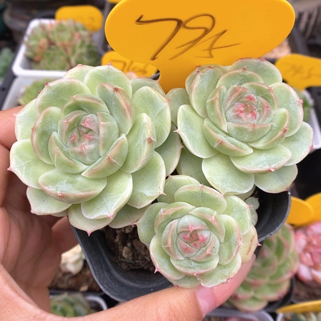 白芷珍妮群生795号