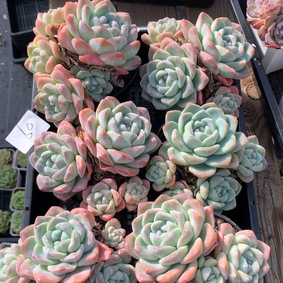 11103-09 冰玉老桩群生2颗 量拍