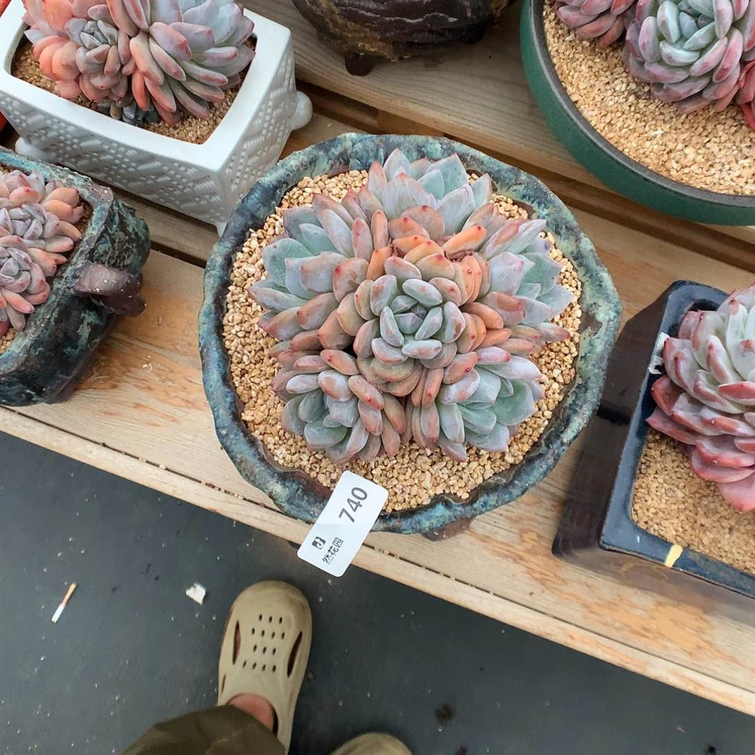 740粉星影多肉植物666