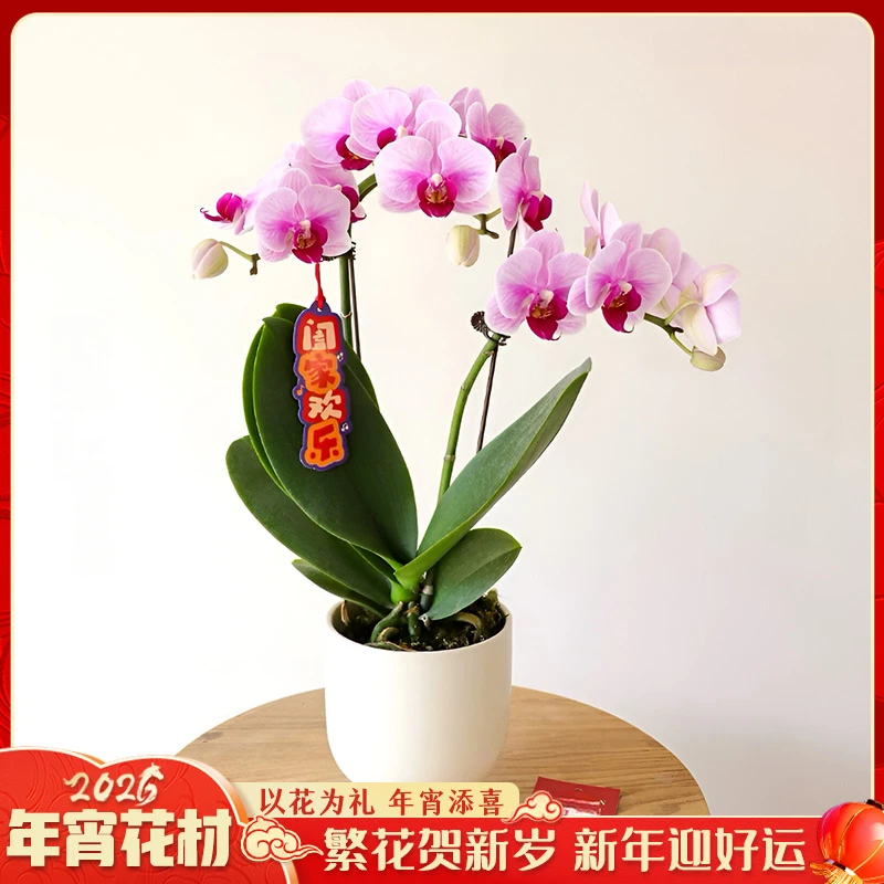 【云舍花卉】3寸双梗【宝贝】蝴蝶兰盆栽【带盆发货】任意2单以上包邮