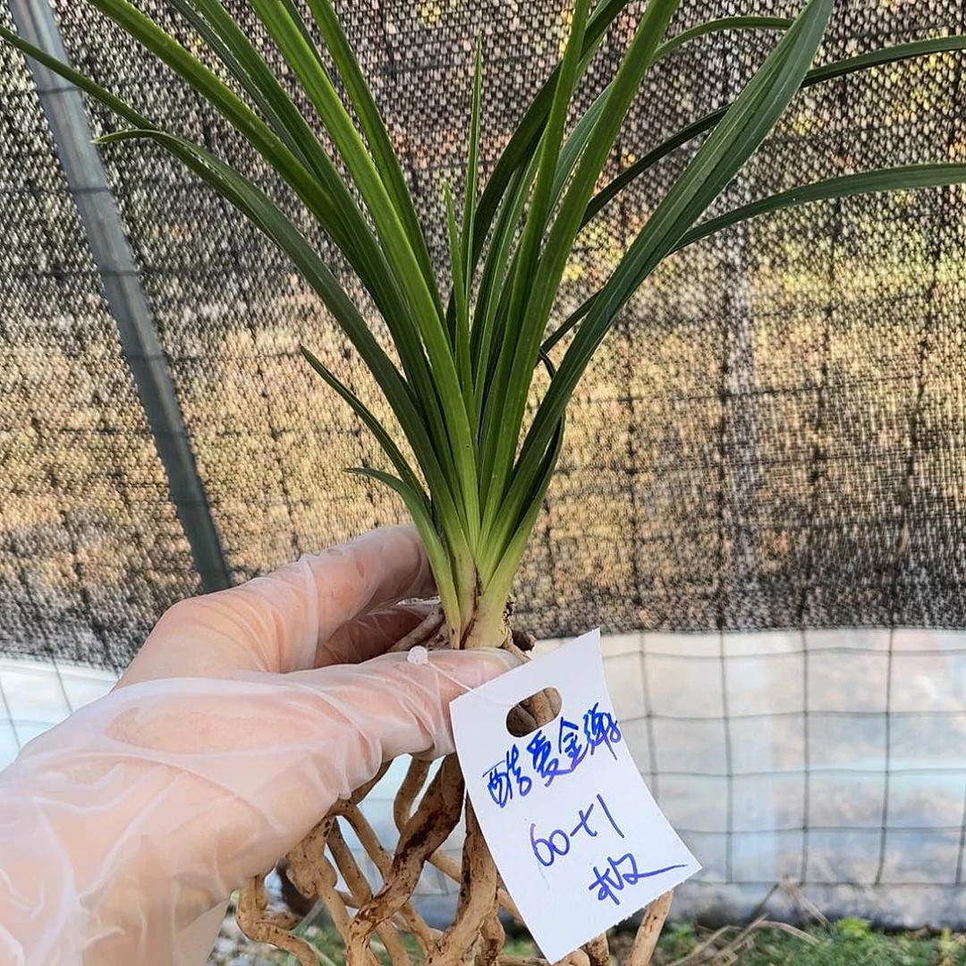 酷***子完全开放兰花老化