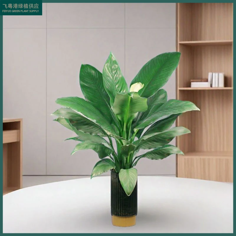 绿翡翠水培净化空气室内绿植好养不带花发货高度80cm-100cm