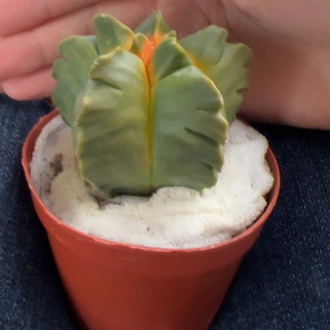 L***琴实生角尤鸾凤玉一物一拍