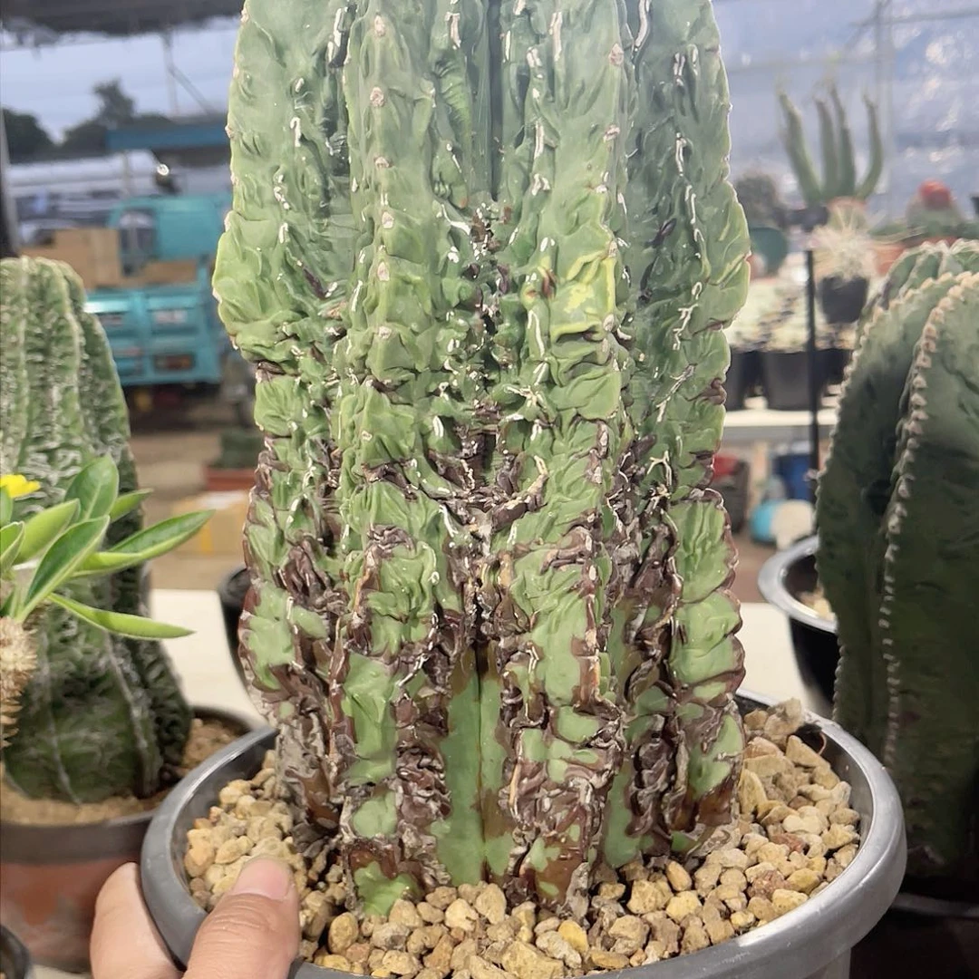 核桃鸾凤玉仙人球老桩