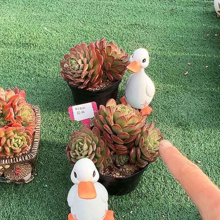 22.38聚宝盆一个带盆