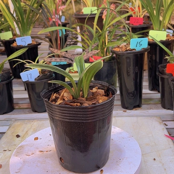 完全开放达麻兰花