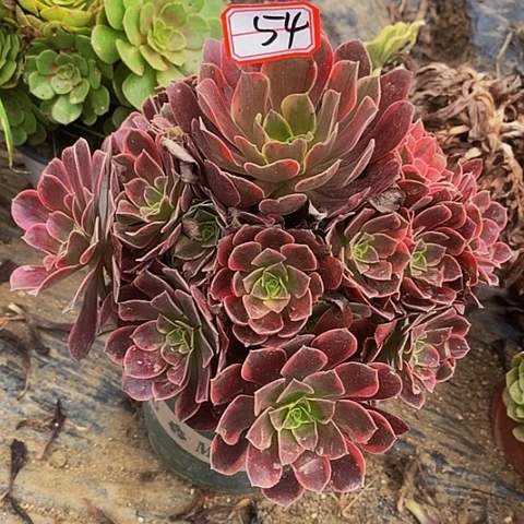 静***书金丝雀老桩捧花54号